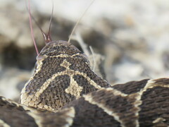 Bothrops alternatus