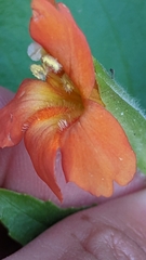 Erythranthe verbenacea