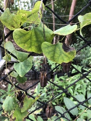 Aristolochia ringens