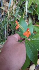 Erythranthe verbenacea