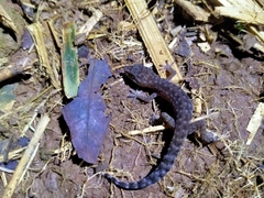 Cyrtodactylus semiadii