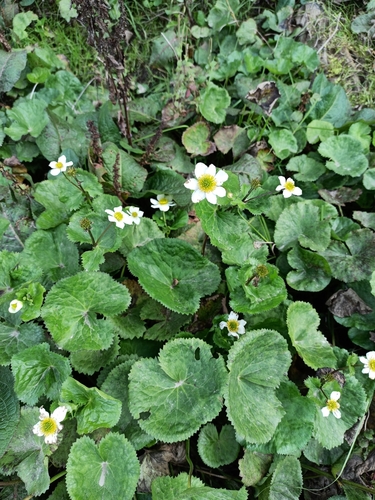 White Marsh Marigold (Caltha alba)