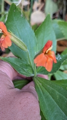 Erythranthe verbenacea