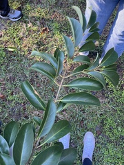Oleaceae