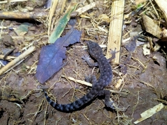 Cyrtodactylus semiadii