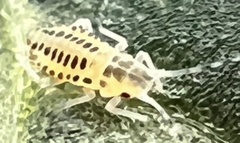 Eucallipterus tiliae