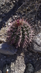 Ferocactus recurvus