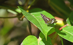 Janatella fellula