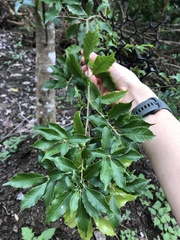Lithocarpus