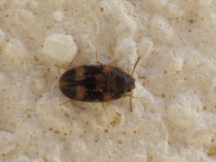 Litargus balteatus