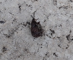 Otiorhynchus rugosostriatus