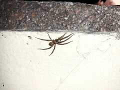 Tegenaria ferruginea