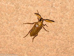 Polyarthron pectinicorne