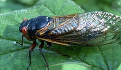 Magicicada septendecim