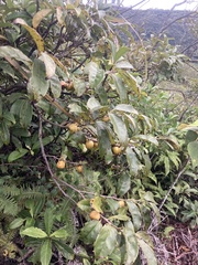 Diospyros morrisiana