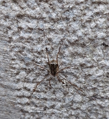 Lacinius dentiger