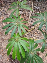 Cecropia sciadophylla
