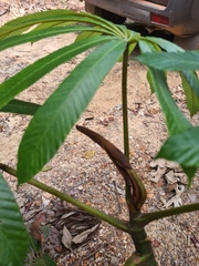 Cecropia sciadophylla