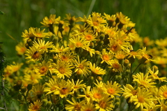 Senecio selloi