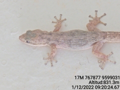 Phyllodactylus reissii