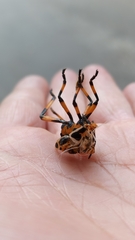 Rhynocoris punctiventris