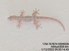 Phyllodactylus reissii