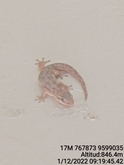 Phyllodactylus reissii
