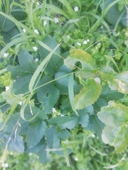 Knowltonia vesicatoria