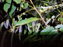 Bronchocela jubata