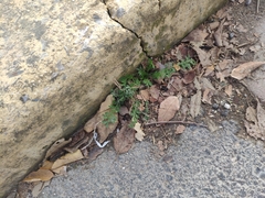 Lepidium didymum