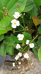 Echinodorus grandiflorus