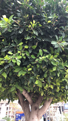 Ficus microcarpa