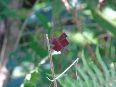 Camacinia gigantea