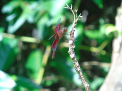 Camacinia gigantea