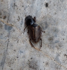 Melinopterus