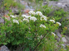 Spiraea trilobata