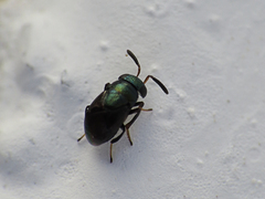 Eugahania fumipennis