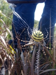 Argiope australis