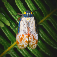 Penthicodes farinosus