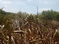 Argiope australis