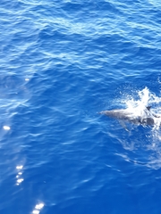 Stenella frontalis