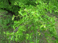 Ziziphus mucronata