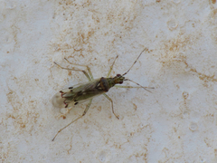 Dicyphus