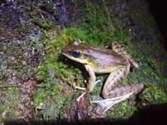 Odorrana hosii