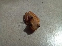Dendropsophus sanborni