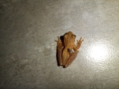 Dendropsophus sanborni