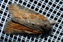Bryophila raptricula