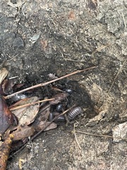 Armadillo officinalis