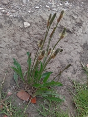 Plantago lanceolata