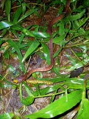 Pareas carinatus